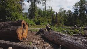 Best Seasonal Cleanup (Spring/Fall)  in West Point, MS