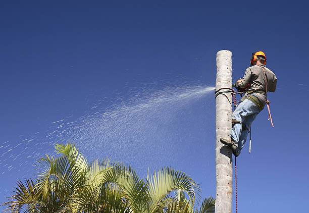 Best Tree Risk Assessment  in West Point, MS