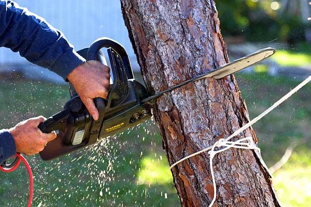 Best Commercial Tree Removal  in West Point, MS