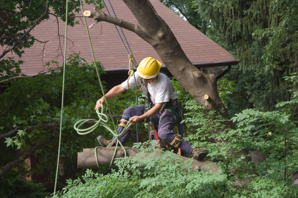 Best Residential Tree Removal  in West Point, MS