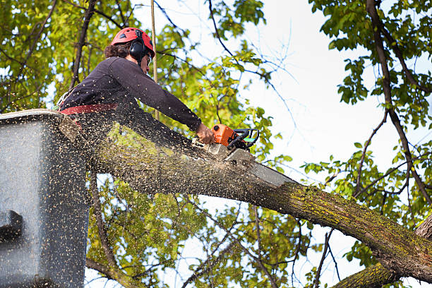 Best Arborist Consultation Services  in West Point, MS