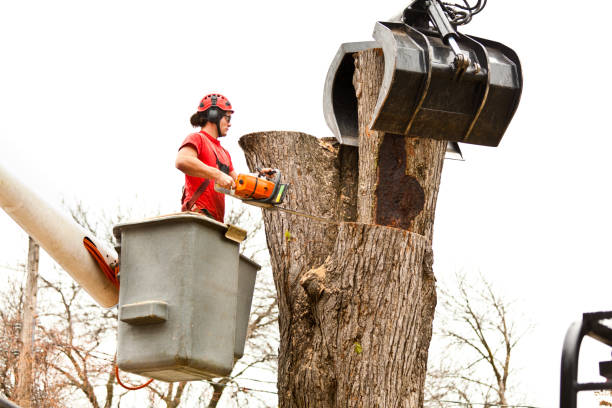 Best Tree Disease Treatment  in West Point, MS